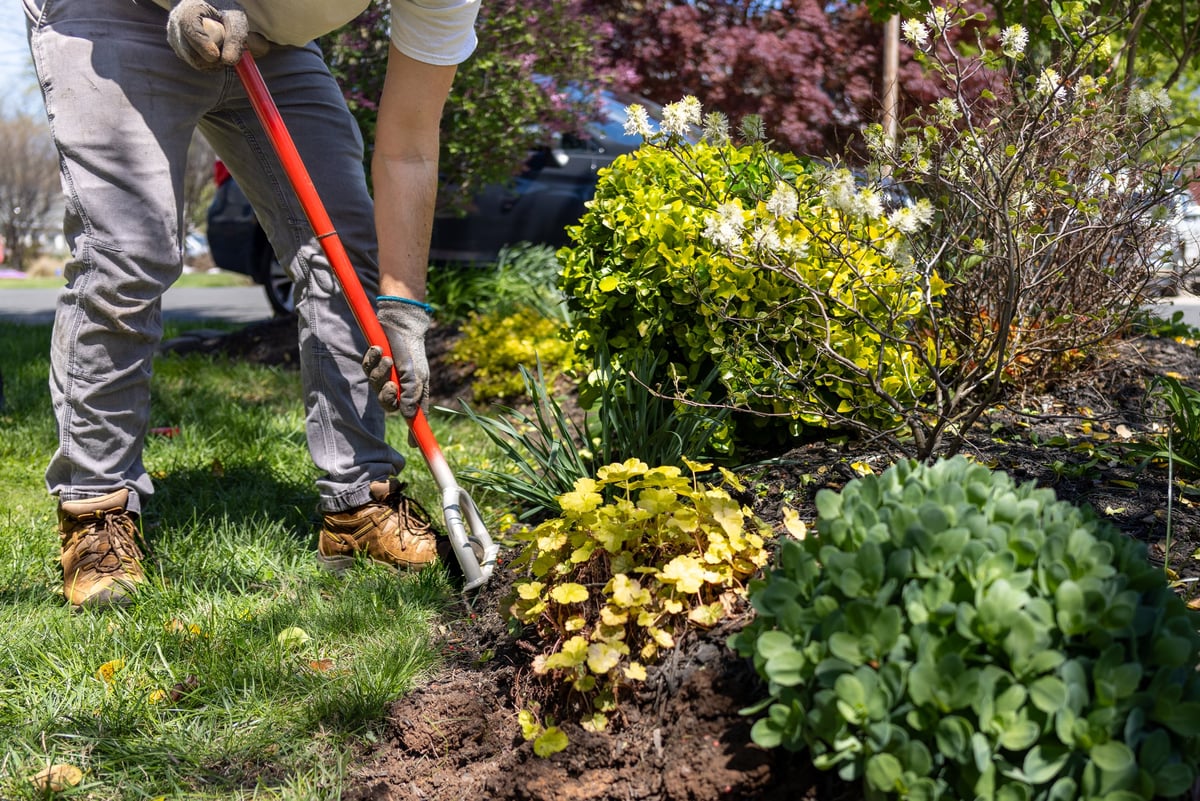 Landscaper edging and preparing garden beds